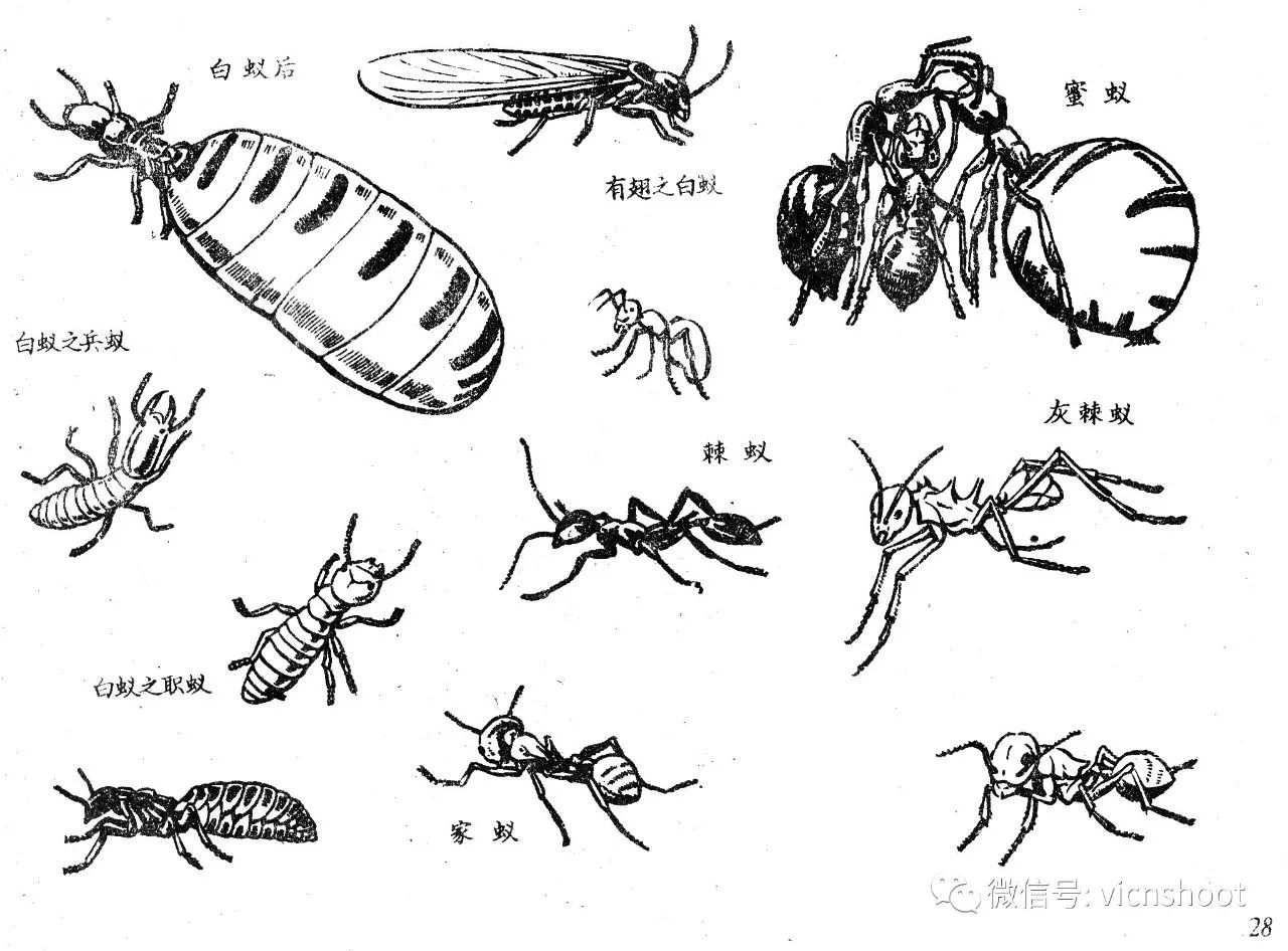 画昆虫分解图图片