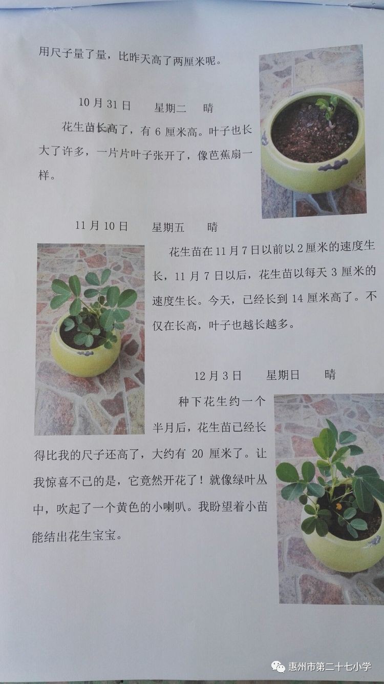 植物观察日记带图图片