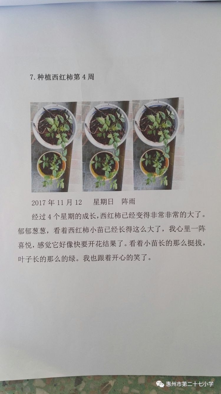 生命的期盼一一植物种植观察日记活动