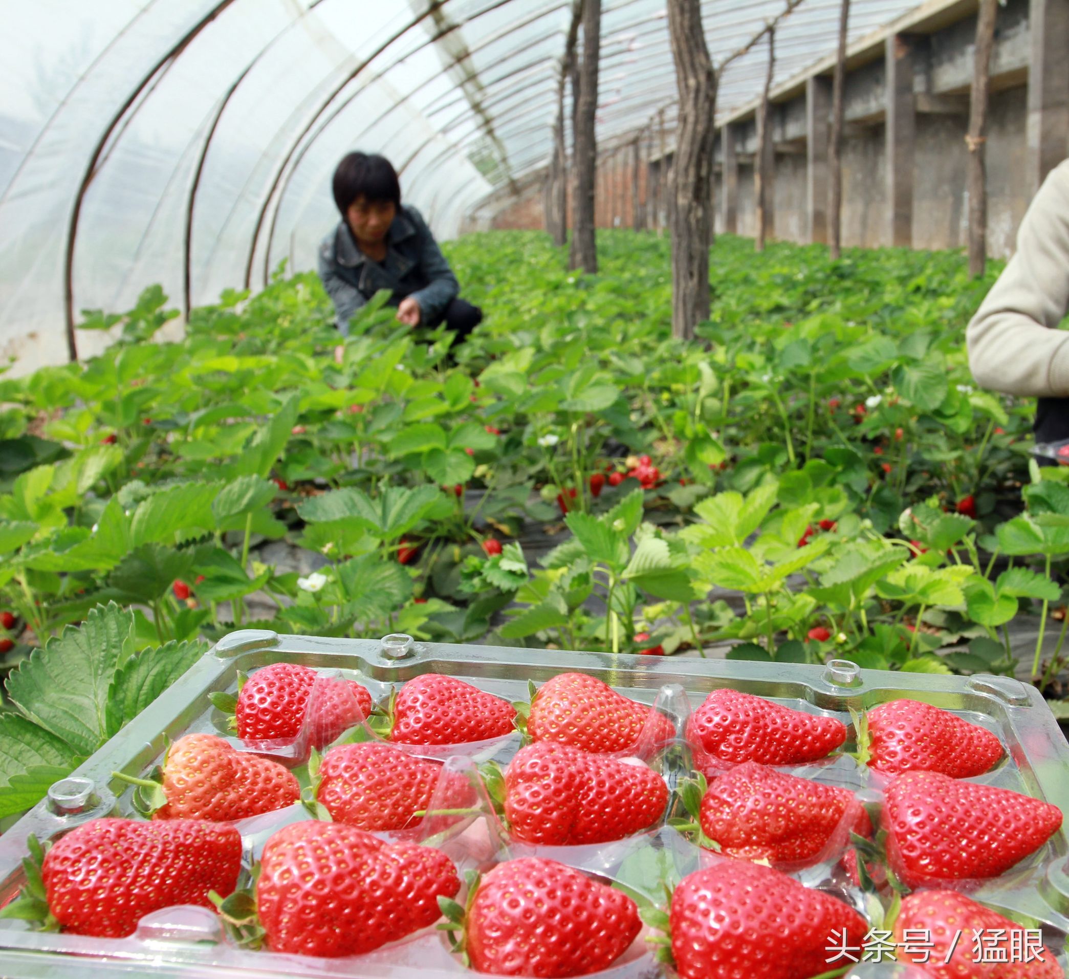 大棚采摘草莓50元一斤游客进里面随便吃一斤草莓能买3斤肉