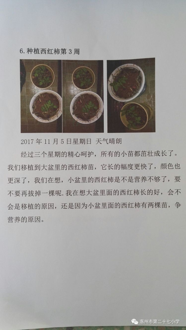 茄子生长过程记录图文图片