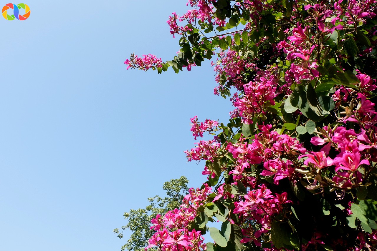 珠海紫荆花园图片