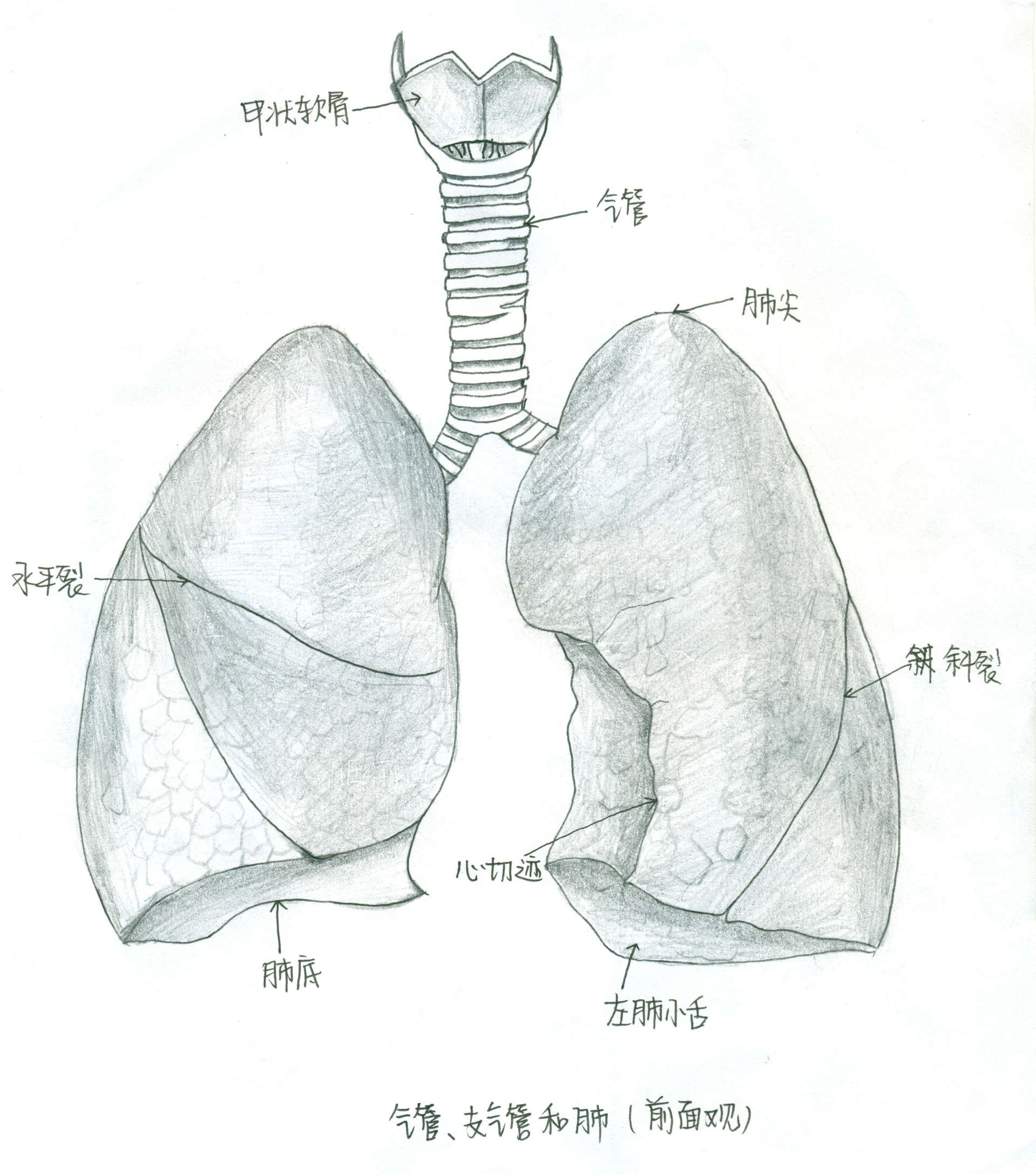 系统解剖学画图图片