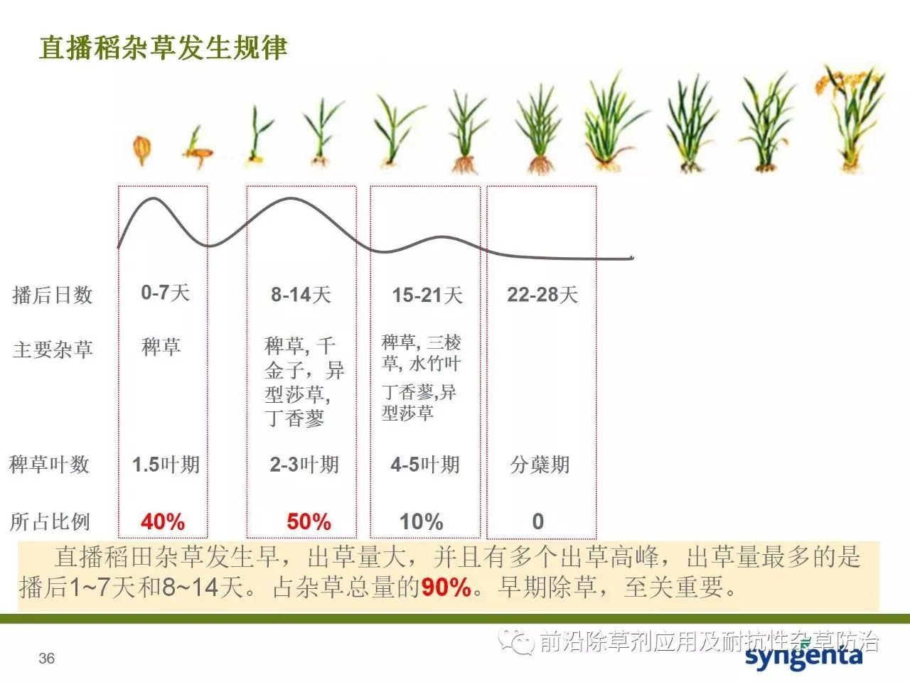 水稻的生长周期图解图片