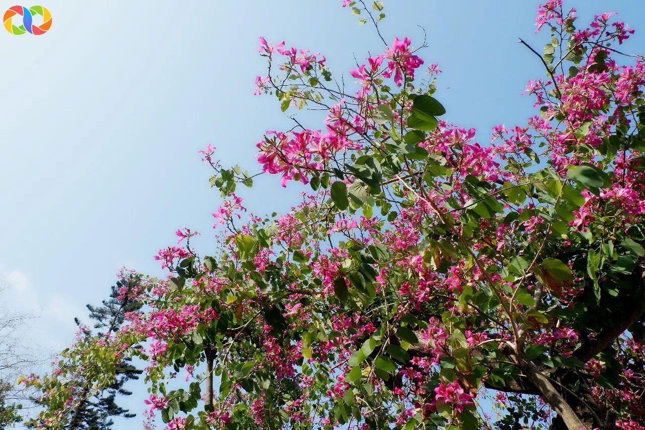珠海紫荆花园图片