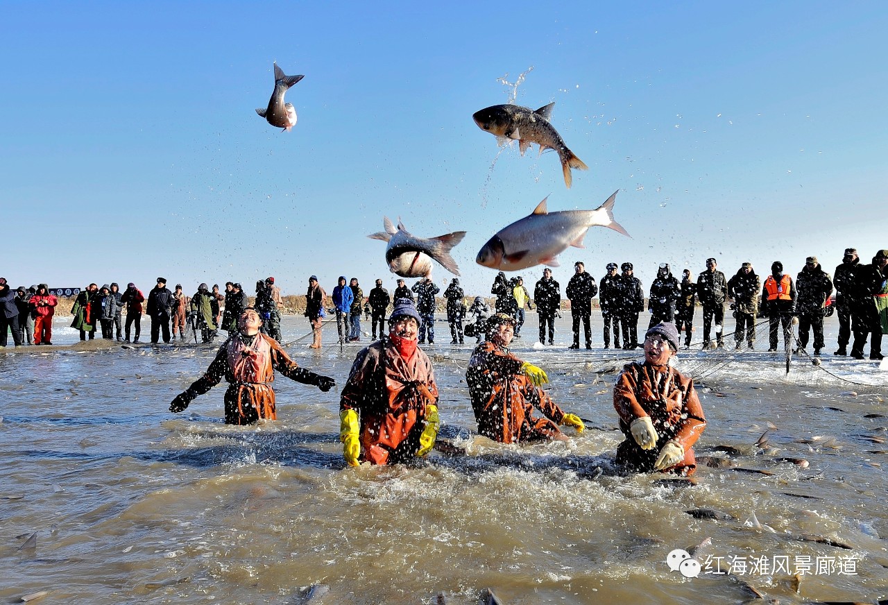 冬捕來紅海灘只為臥龍湖名魚