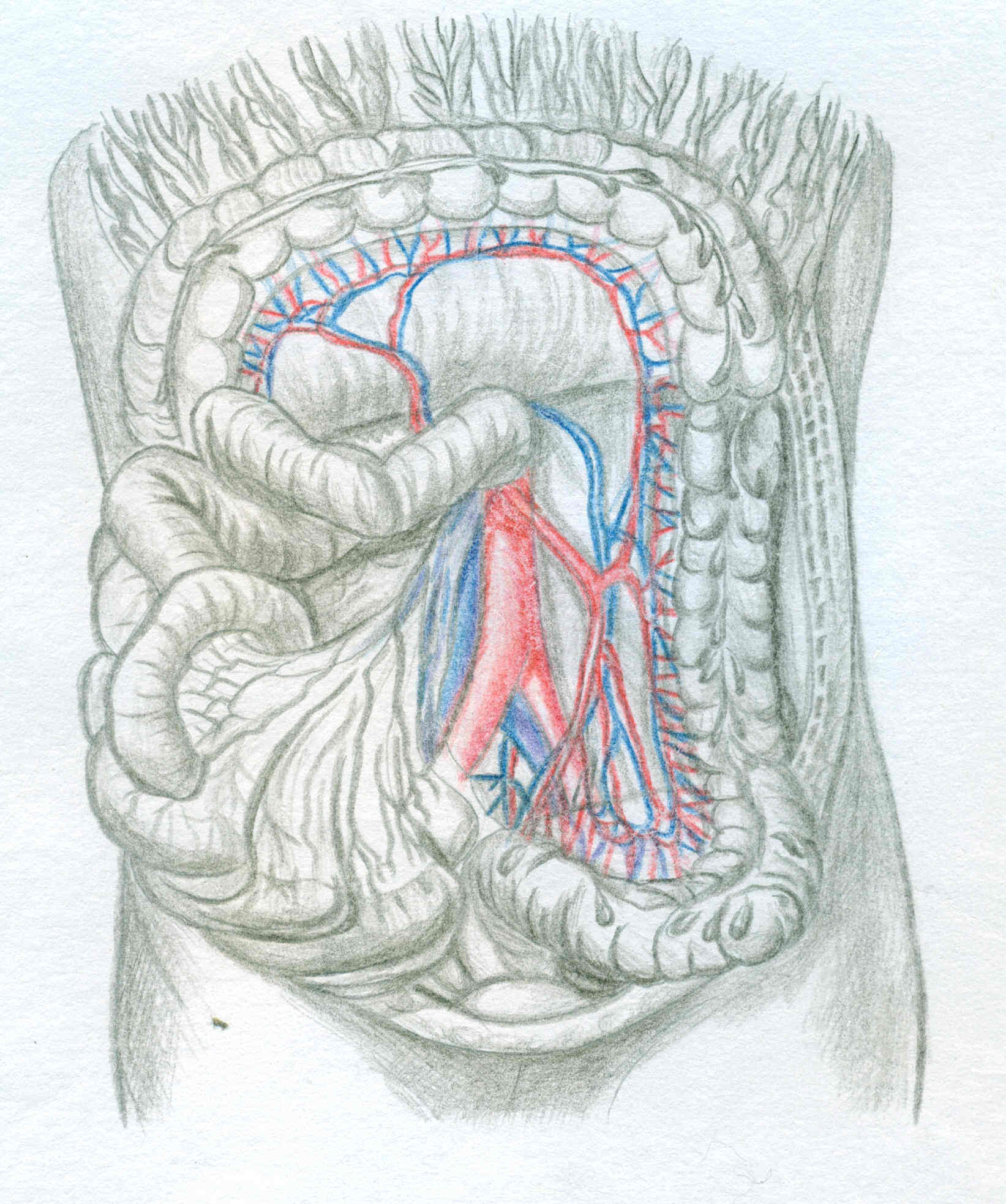 人体解剖示意图绘制图片
