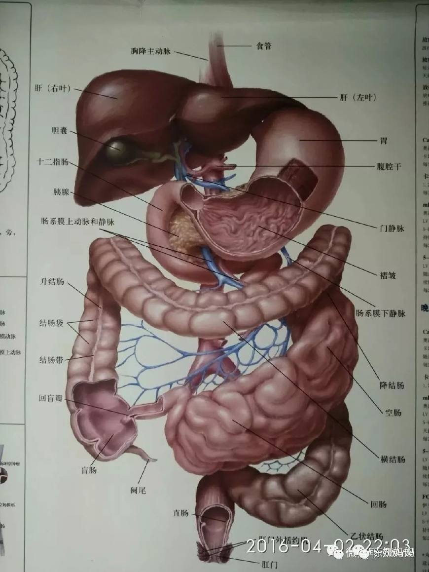 肚脐上方是什么器官图片
