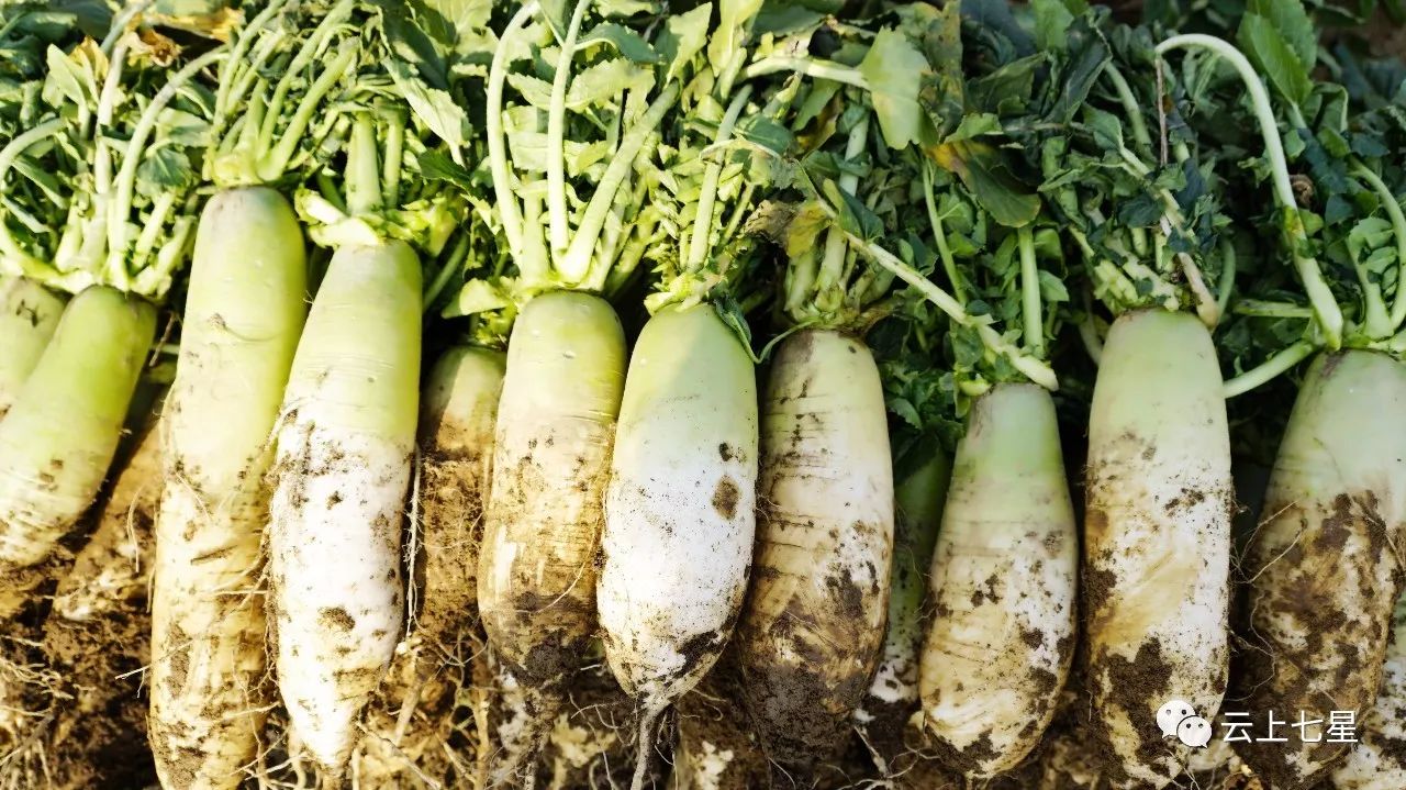 为什么这个普通的大白萝卜,能成为毕节名优土特农产品?