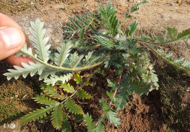 野鸡腿草图片