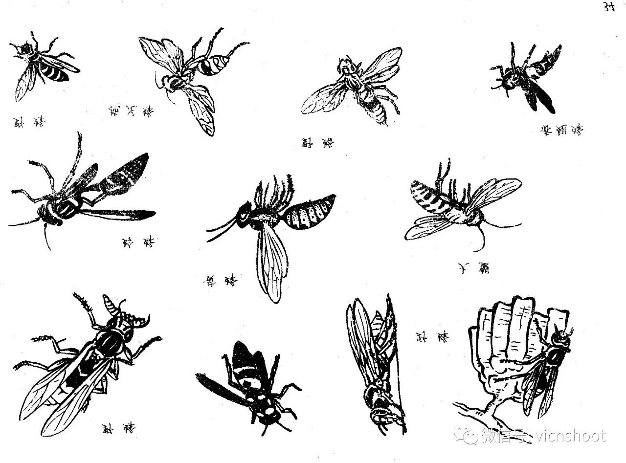 黑白描线稿图