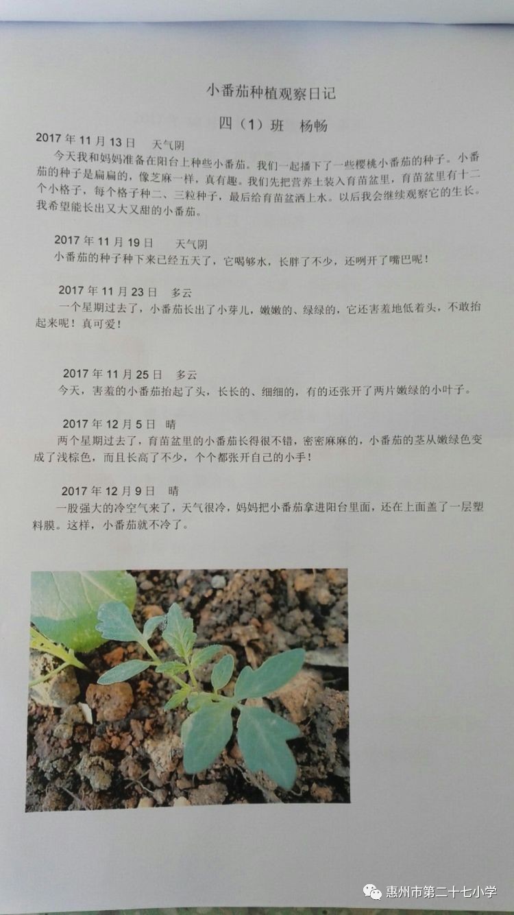 生命的期盼一一植物種植觀察日記活動