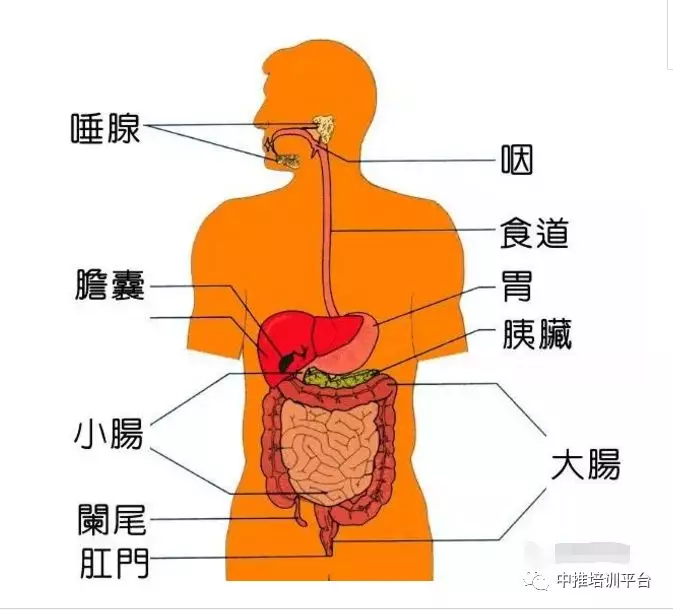 人体分泌系统手抄报图片