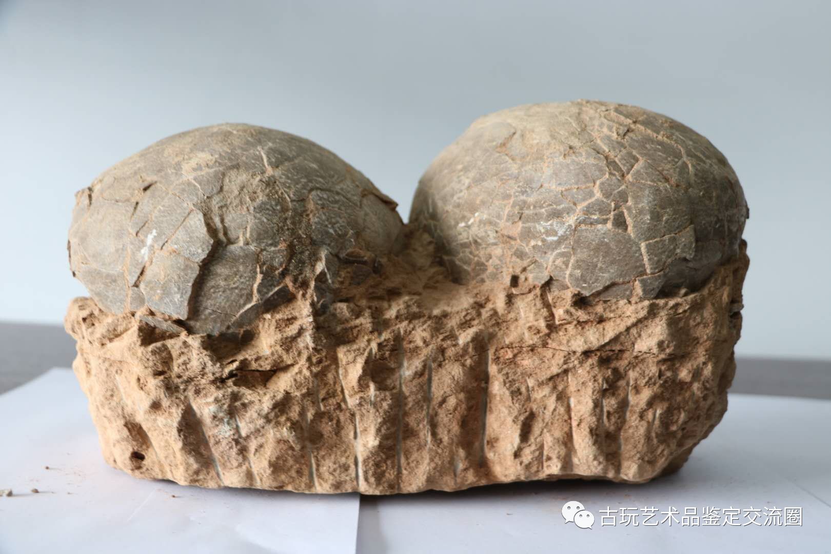 1993年科学家在我国河南西部南阳的西峡县发现了大批恐龙蛋