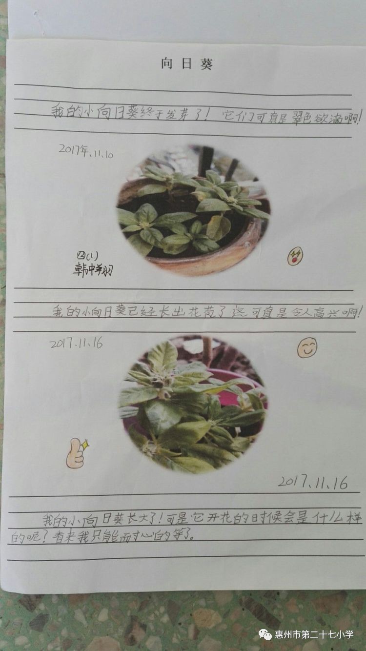 观察落地生根植物日记图片