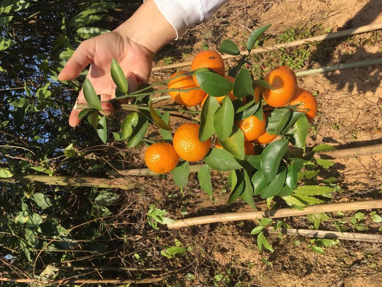 在高州頓梭砂糖桔果園,種植基地,就有各色沉甸甸的果實等著大家採摘