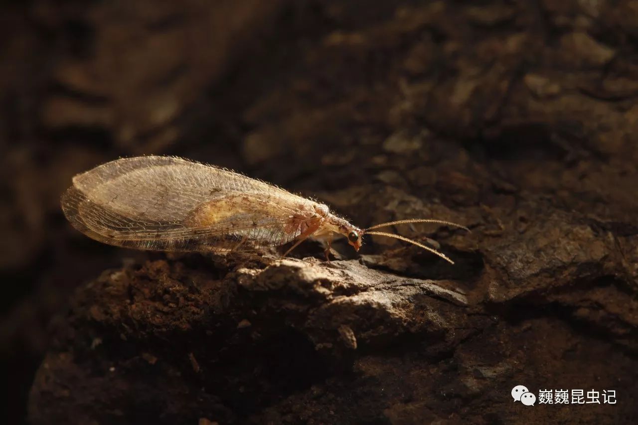 佩尼碎斑溪蛉 gryposmylus pennyi(张巍巍 摄于马