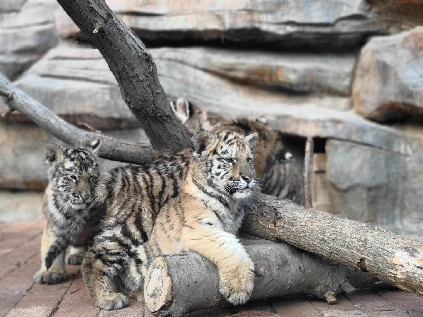 小老虎喝猫奶,妈妈叼回细尾獴…新年的野生动物世界有n大怪,青岛人