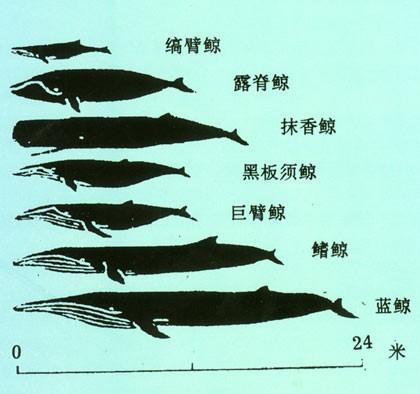 鲸鱼的种类大全及名称图片