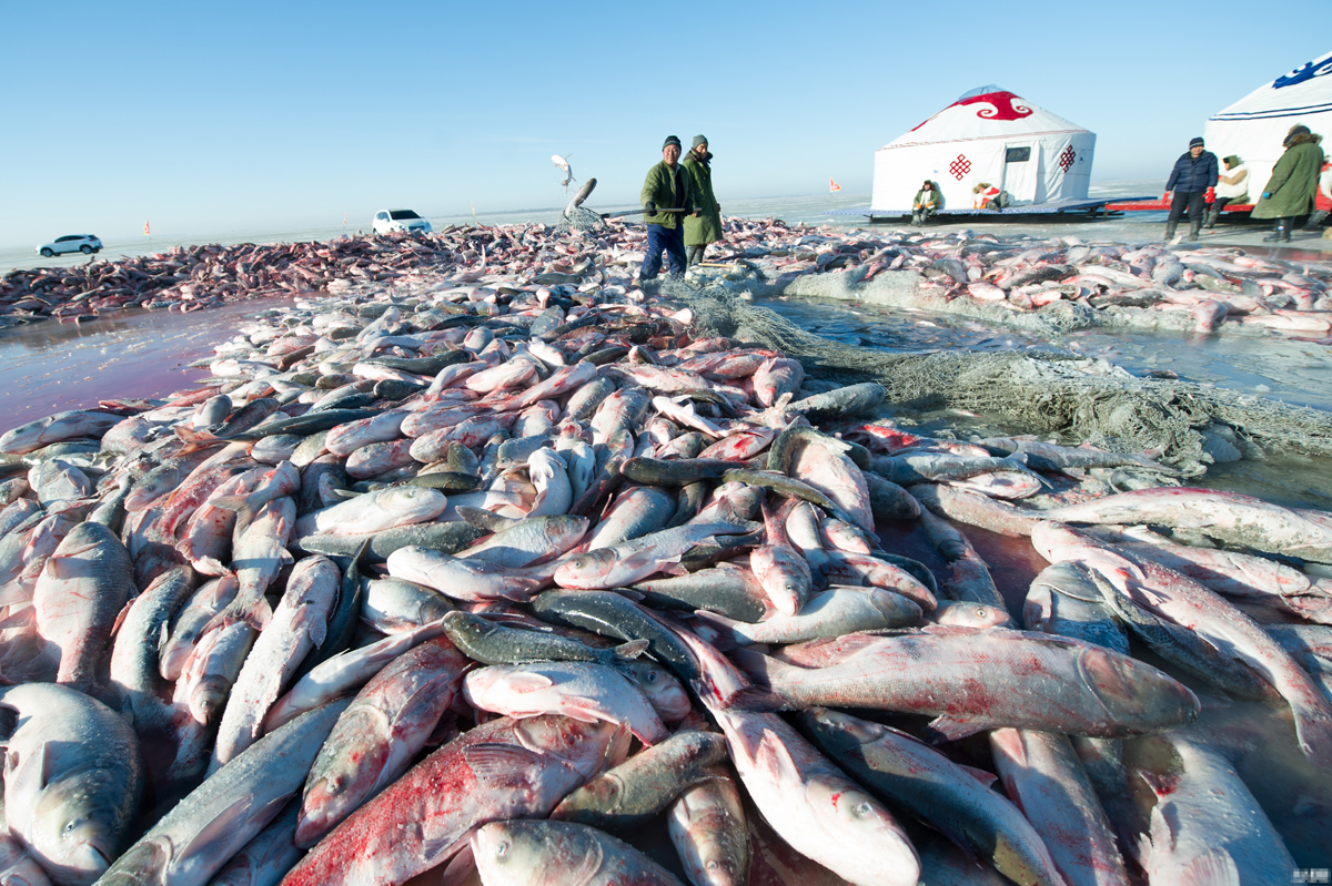 吉林省松原市查干湖,渔工们在湖面网眼旁打捞了整整一天一夜的大鱼,但