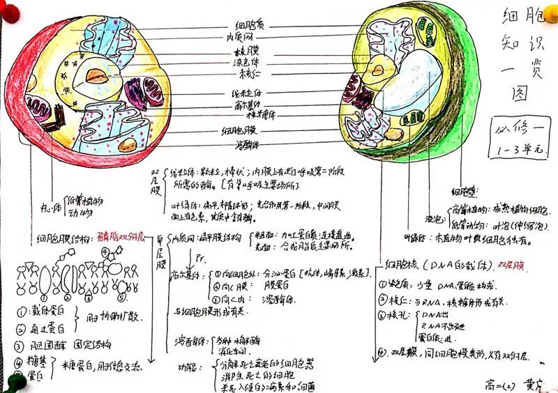 制作细胞结构的小报让我们更好的复习,了解各个细胞器的功能和结构,使