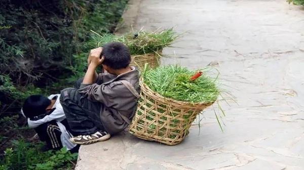 小时候给猪割草的图片图片