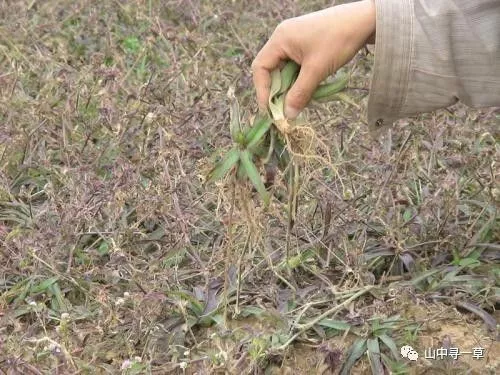 露水草的功效与作用图片