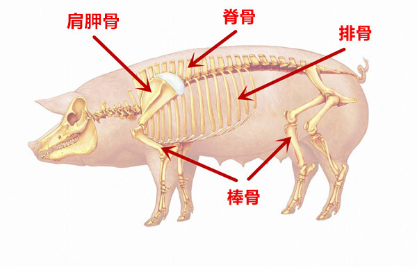 分解猪全身骨骼高清图图片