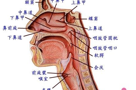 上颌窦的准确位置图片图片