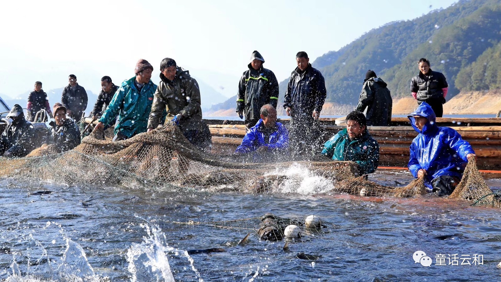 连日来,云和湖的湖面上是一派繁忙景象,渔民们撒开大网收获丰收的喜悦