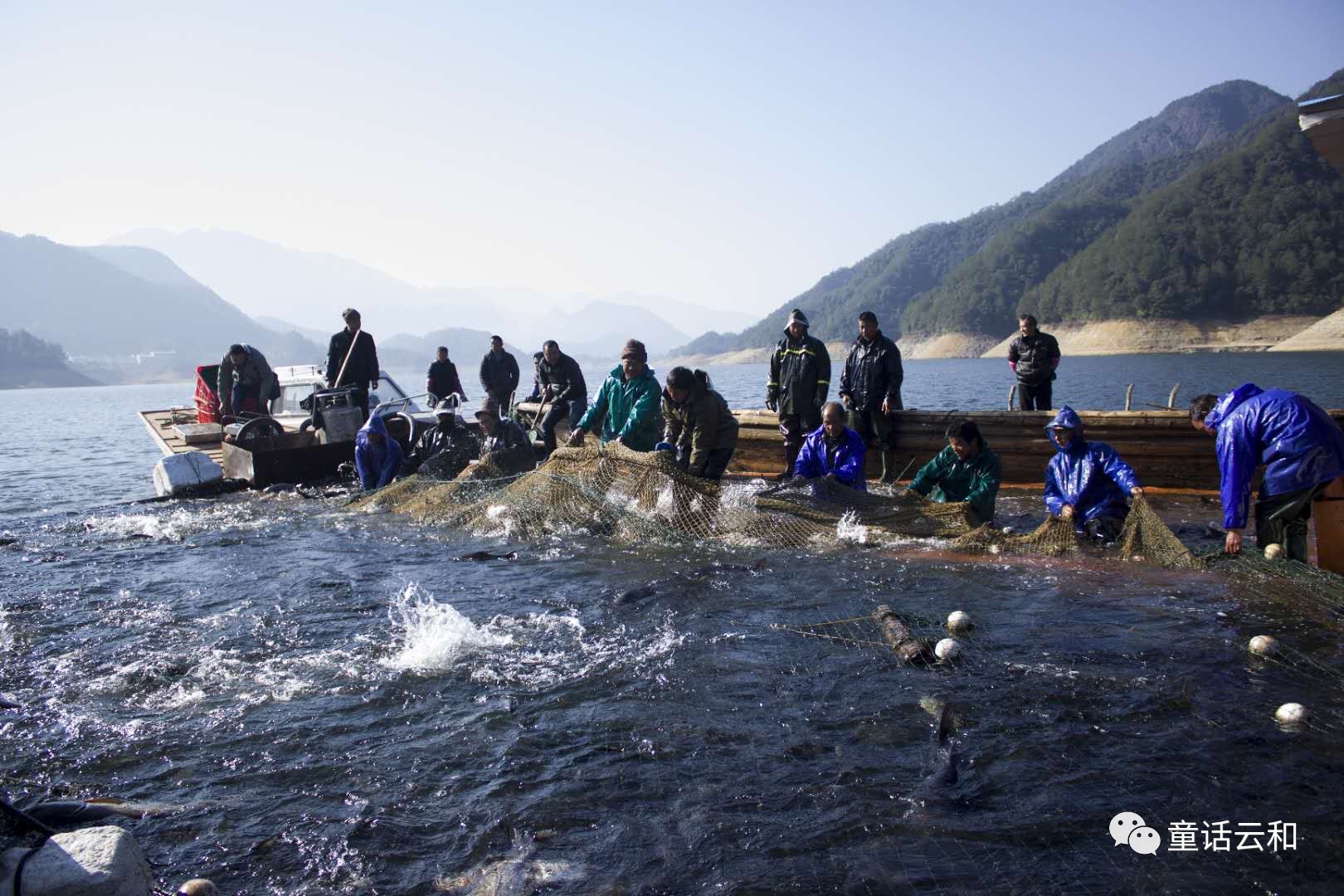 连日来,云和湖的湖面上是一派繁忙景象,渔民们撒开大网收获丰收的喜悦