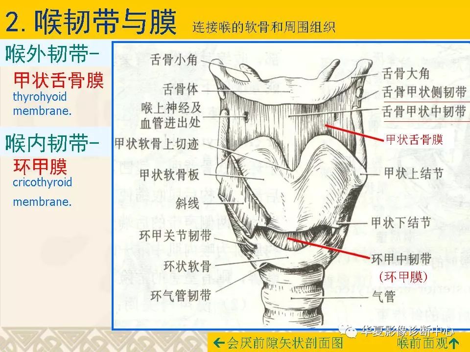 咽喉部解剖结构图图片