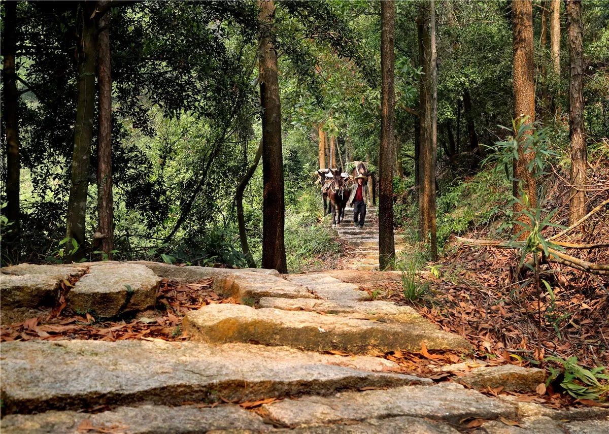 大美风光岐澳古道邀您来观赏