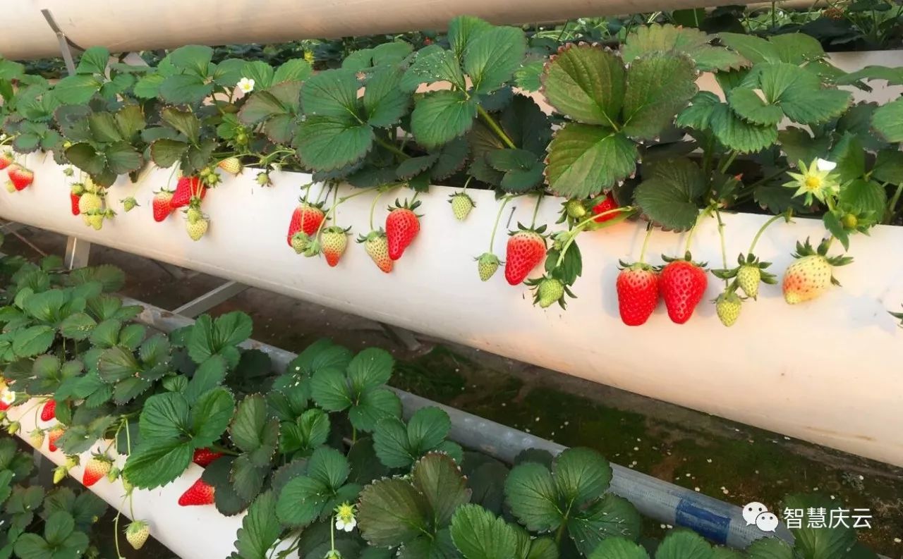 娜家小花园草莓图片