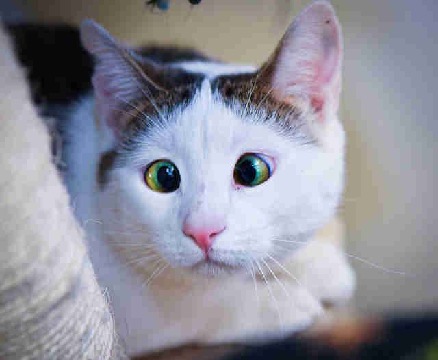 因对对眼被人嫌弃的流浪猫 最终被充满爱心的好人收养感化了猫生