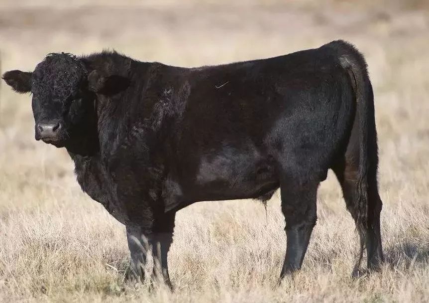品种之一起源于苏格兰东北部安格斯牛是黑色无角肉用牛【2】安格斯牛