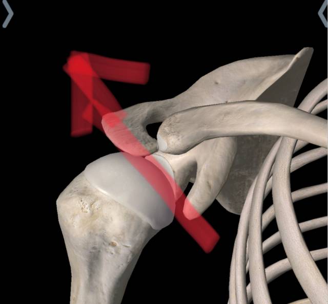 干货|谁限制了肩关节的活动性,原来是这样