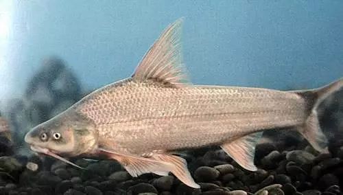 每天认识一种鱼99丨圆口铜鱼长江上游的珍稀鱼类