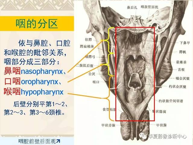 这个咽喉部解剖太详细了