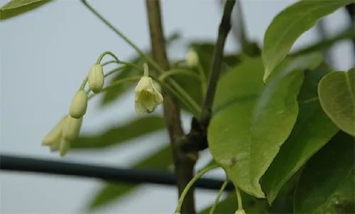 每日一植鷹爪楓