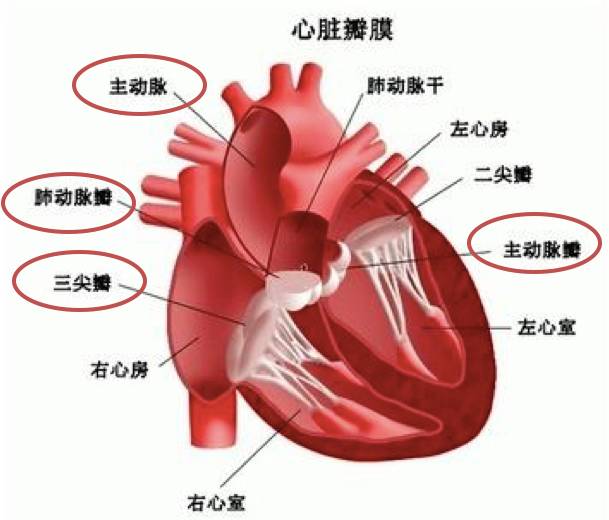 心脏瓣膜疾病治疗技术全面梳理 