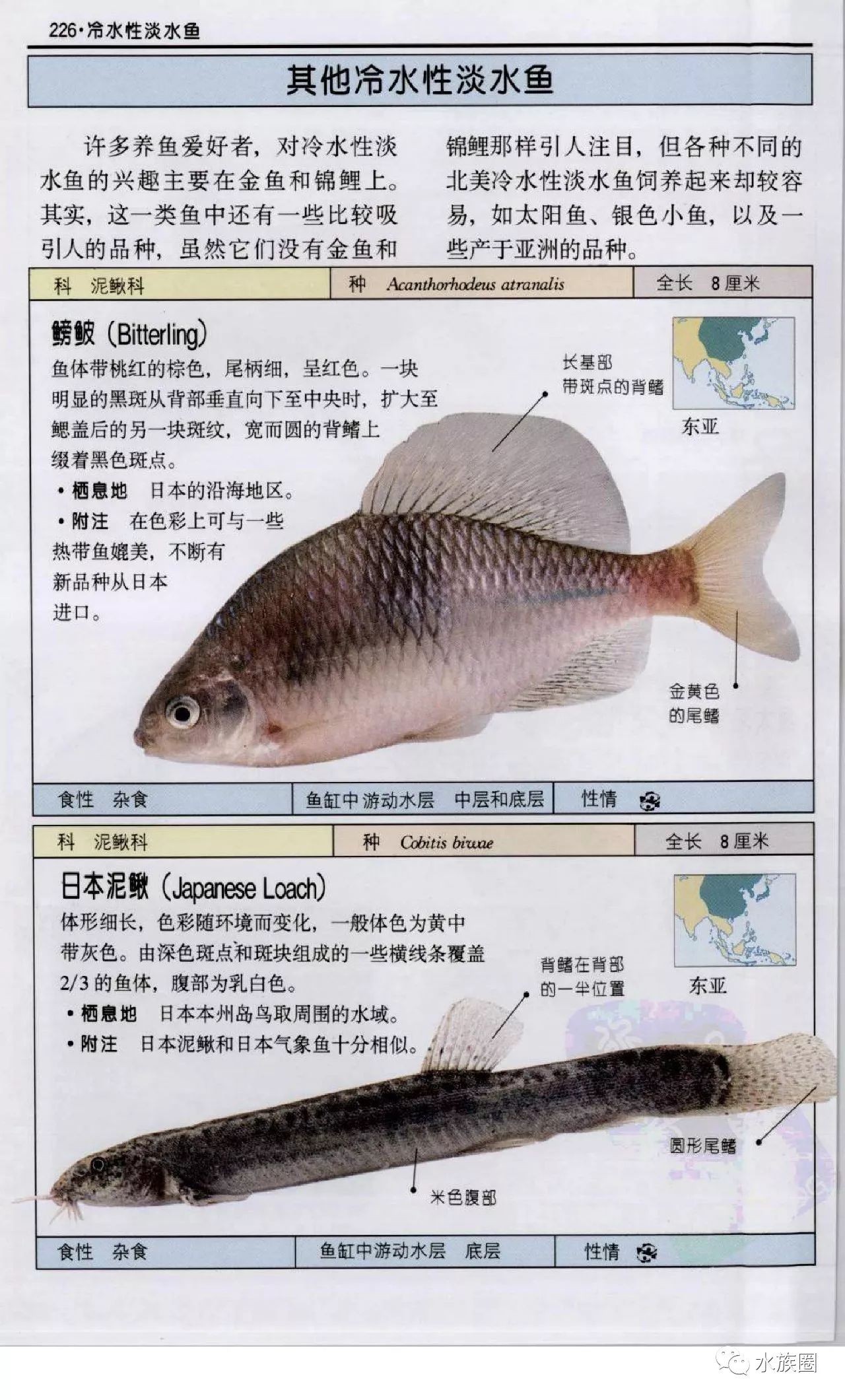 观赏鱼:全世界500多种观赏鱼的彩色图鉴 米尔斯【水族圈低调分享】