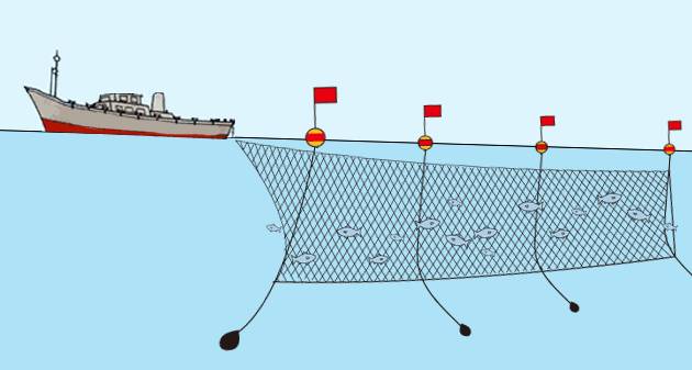 上文提到了刺网捕捞伊势龙虾,其实就是将长方形的渔网置于水中,底端用