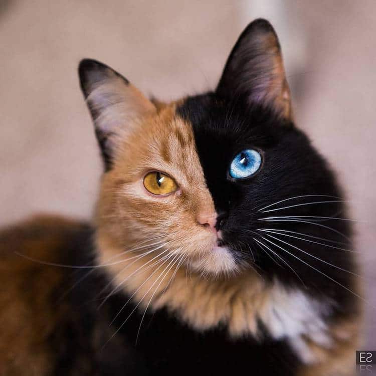 最神奇的双面猫,眼睛异色美如宝石,世间稀有!