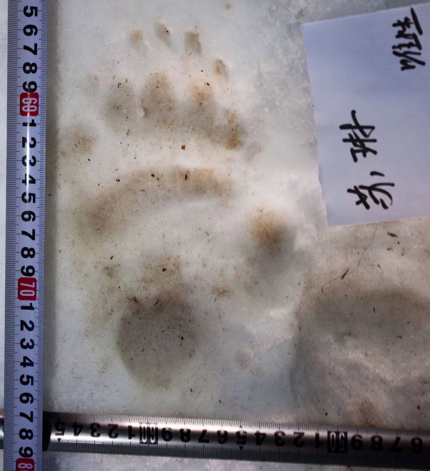 最新中美研究:大熊猫足迹可用来鉴别其个体及性别