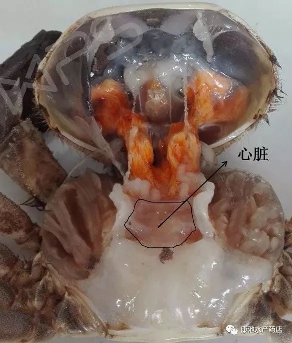 螃蟹内脏结构图图片