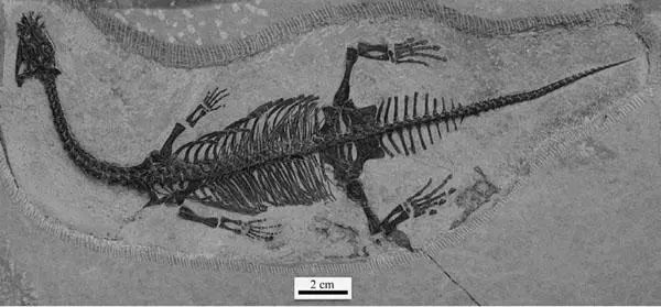 重磅羅平生物群首次發現陸生原龍類化石