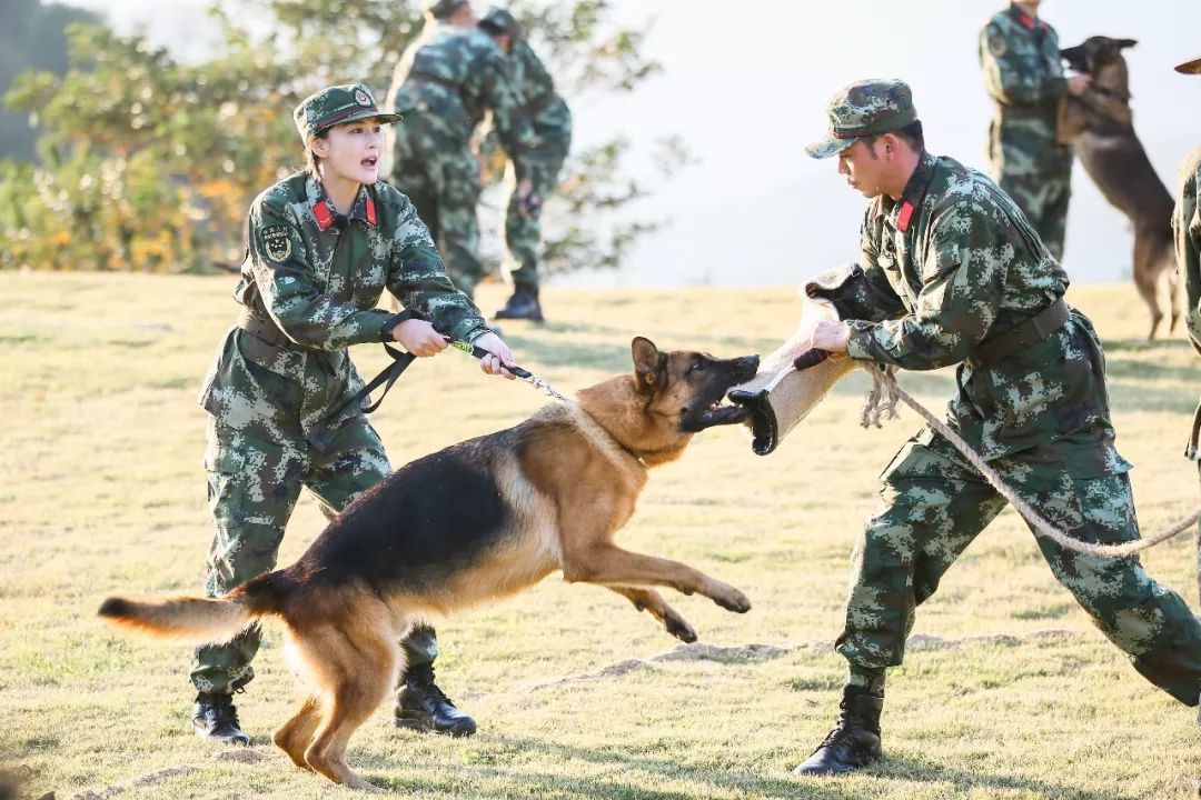 奇兵神犬里面的犬种图片