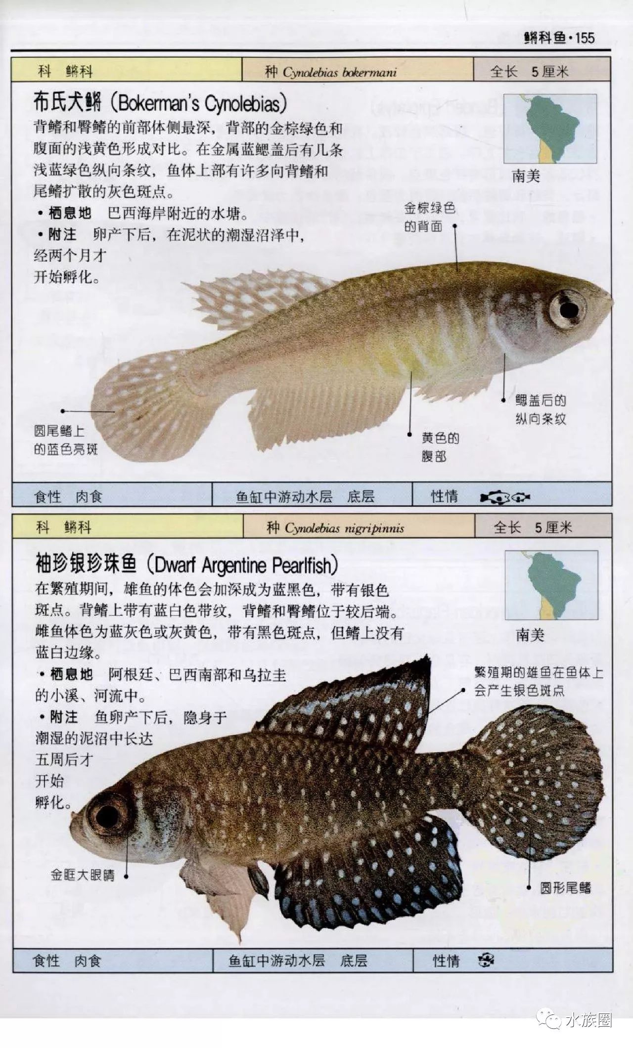 观赏鱼种类名称图片