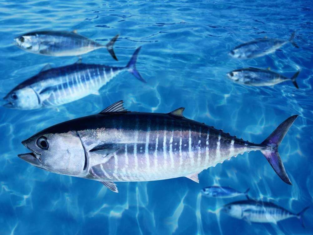 大西洋蓝鳍金枪鱼图片